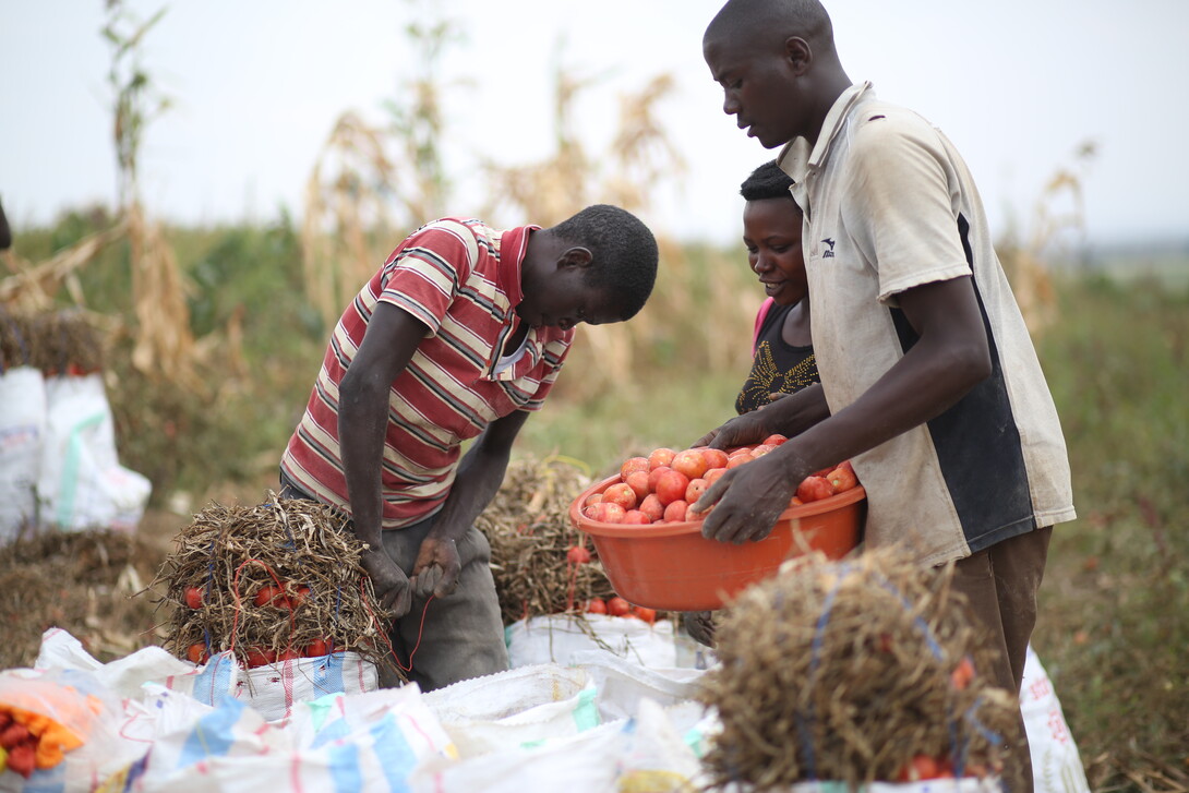 Rwandan farmers reap the benefits of irrigation