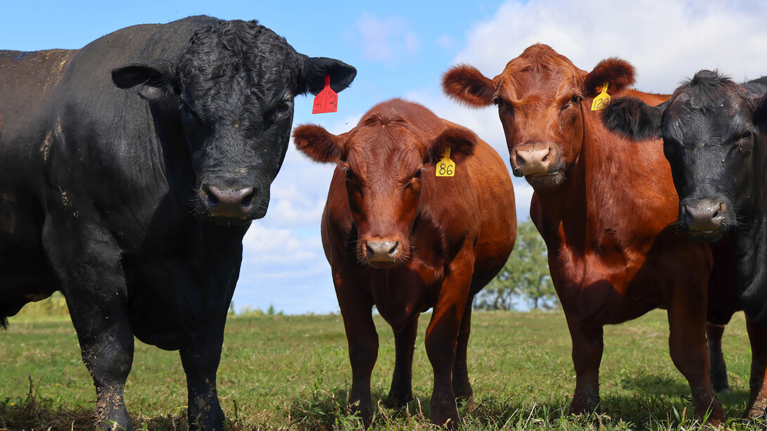 A large black cow, two brown cows and another, smaller black cow face the camera in a field.