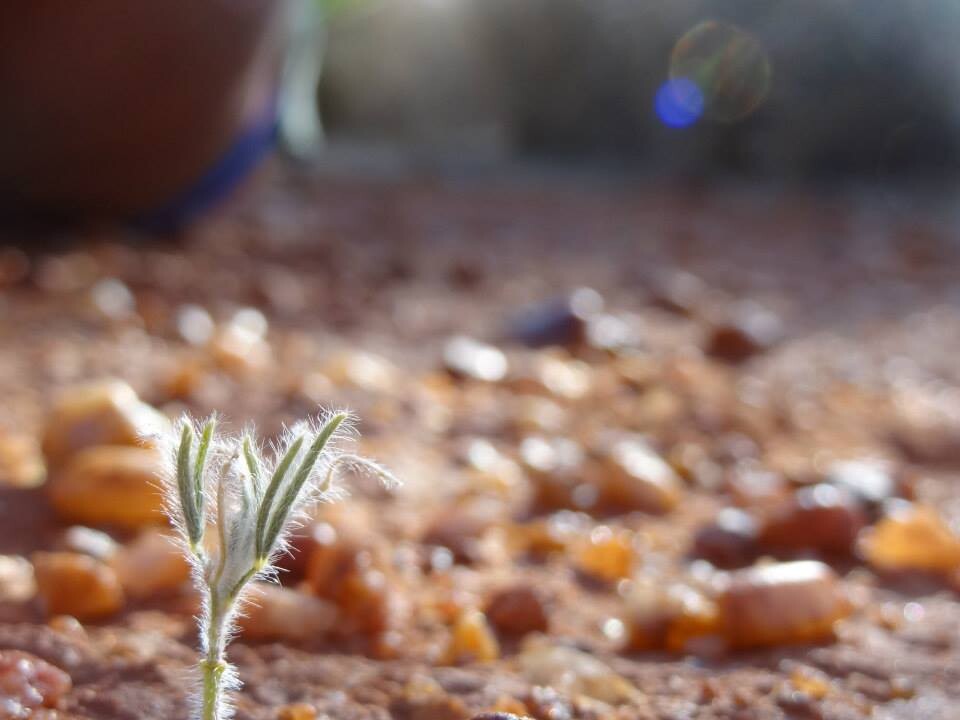 Sprouting plant