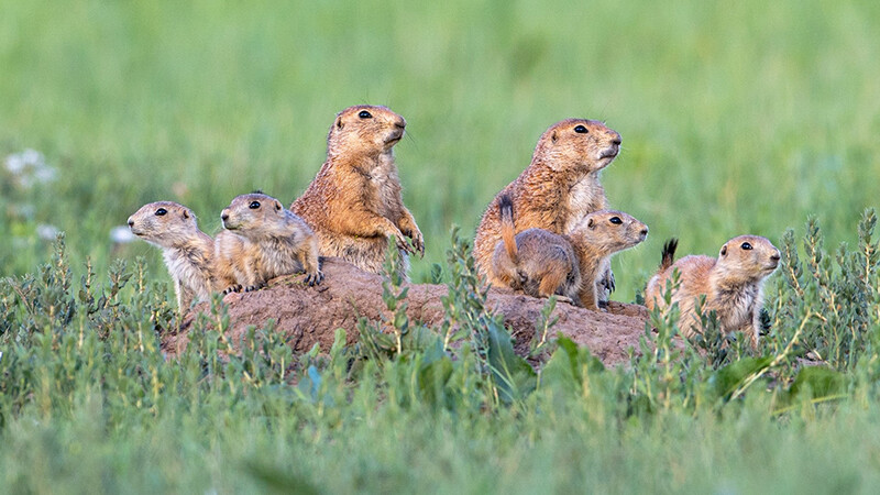 A group of prairie dogs gathers in the grass.