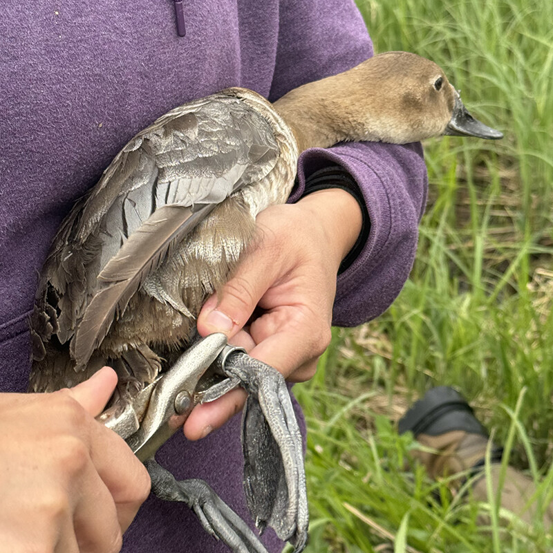 Students in the graduate field course band ducks by attaching a band to one of their legs and a nasal saddle to their bills.