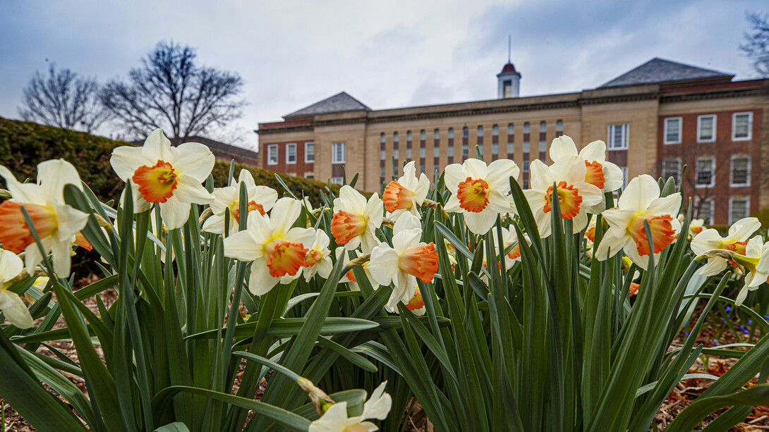 Daffodils bloom in front of Nebraska's Love Library on April 6.