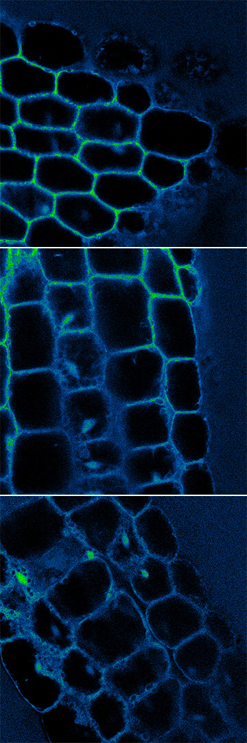 Arabidopsis cells