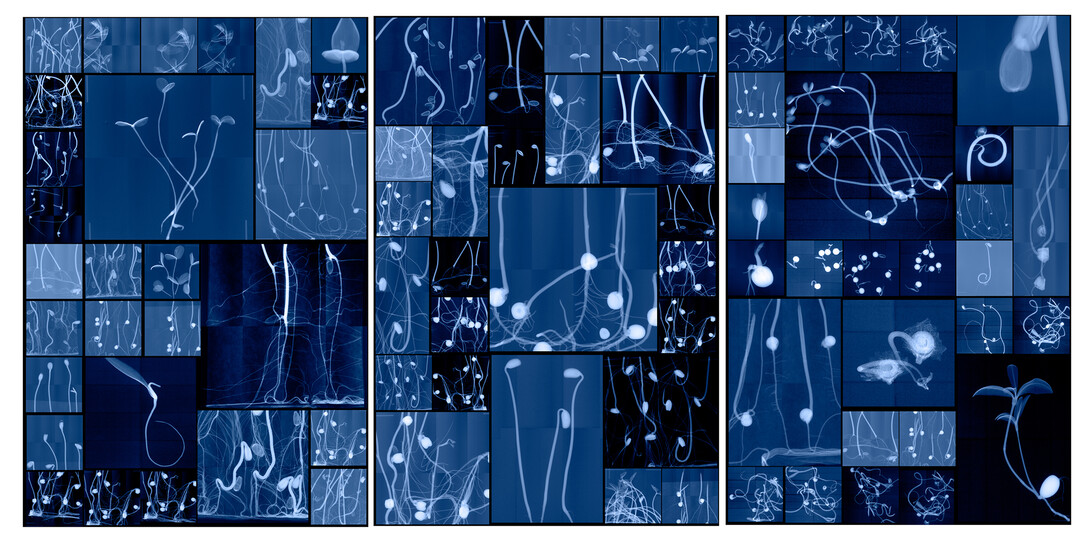 Dorinth Doherty, “Seeding Cabinet I, II, III.”