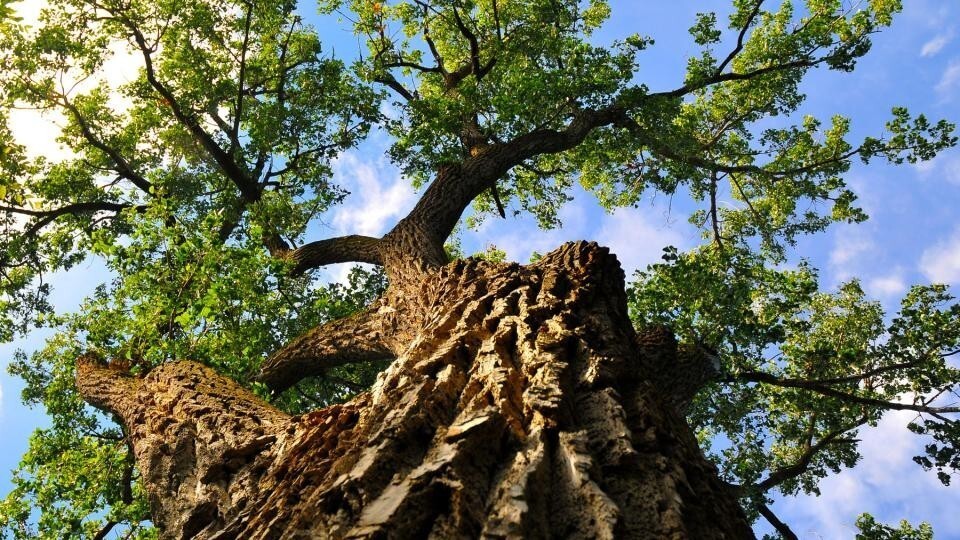 The Eastern Cottonwood located in the middle of Maxwell Arboretum. 