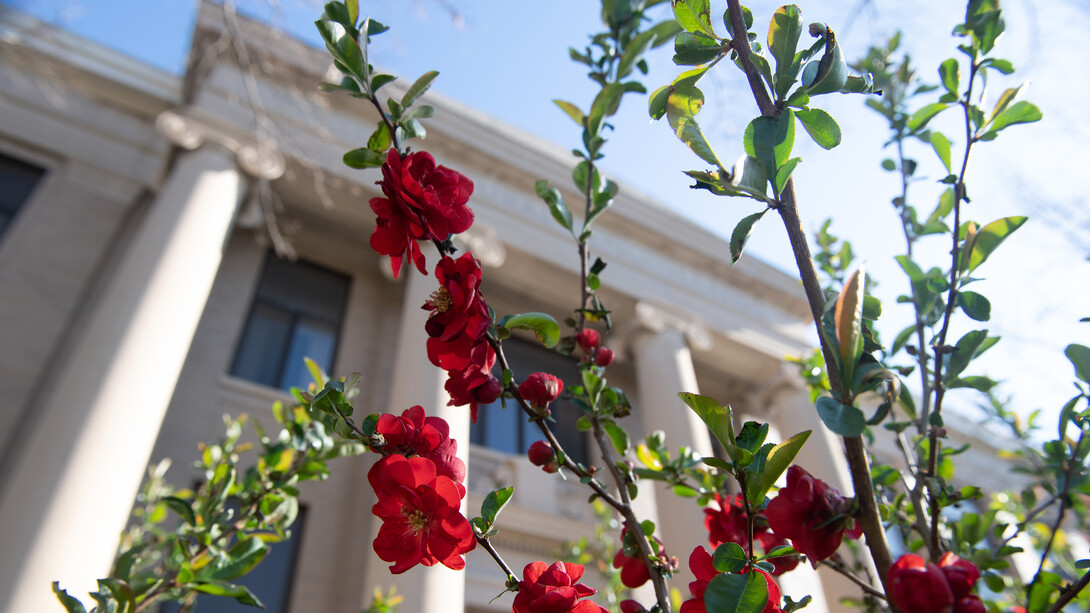 Flowers on campus