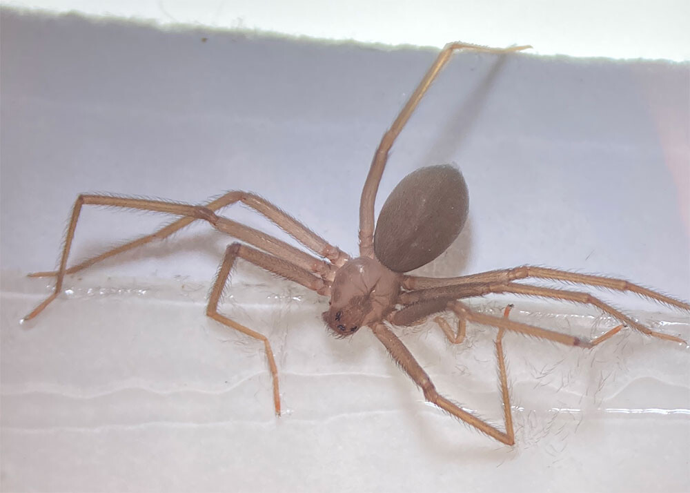 Brown recluse