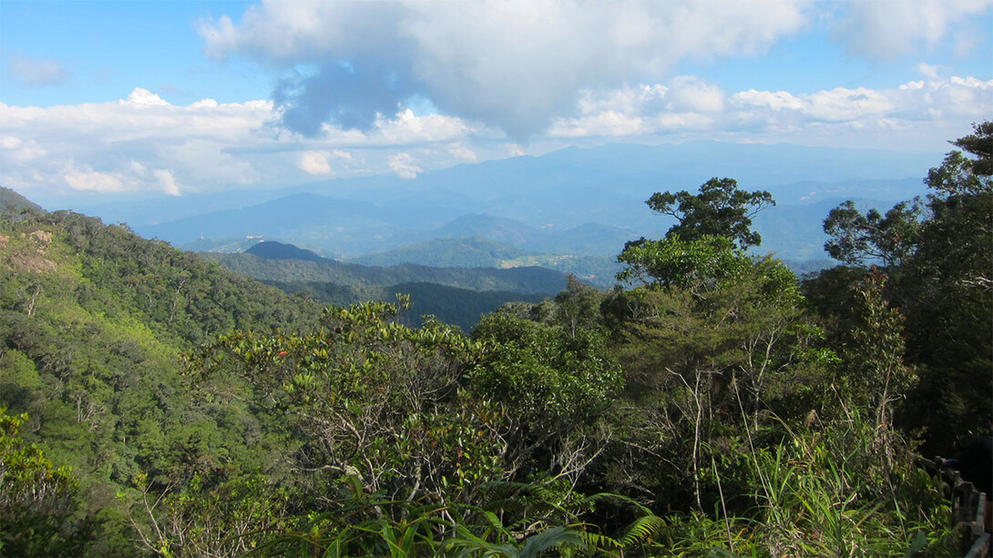 Tropical rainforest