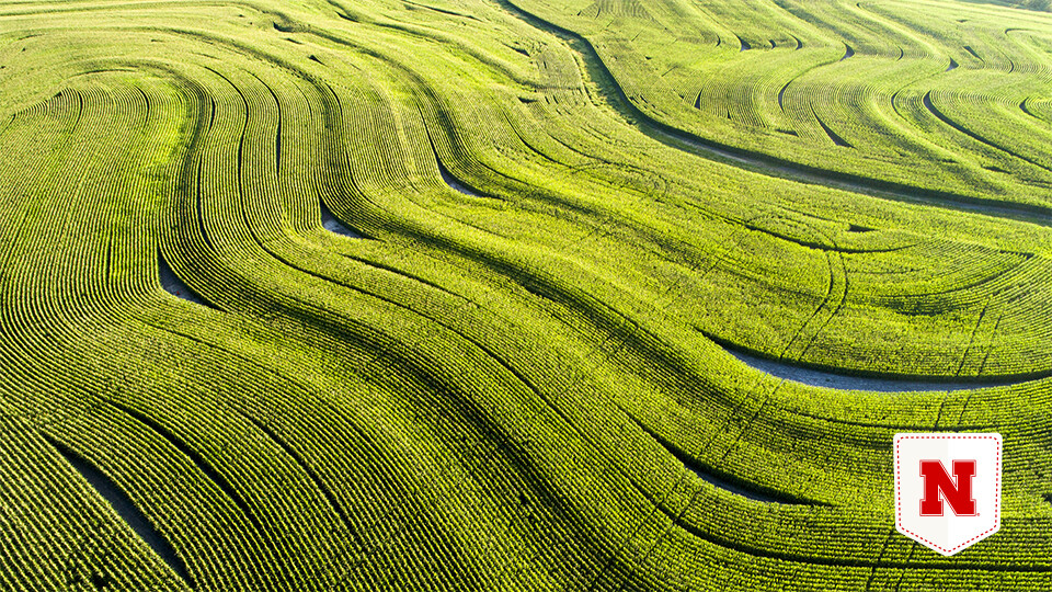 Cornfield