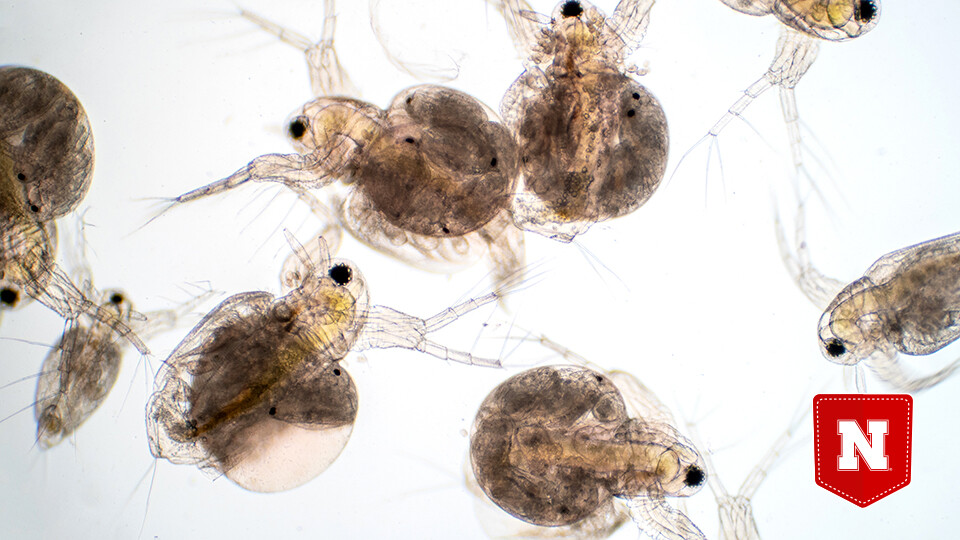 Daphnia magna