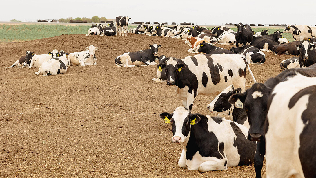 A herd of Holstein cattle, which are black and white in color, roam a field.