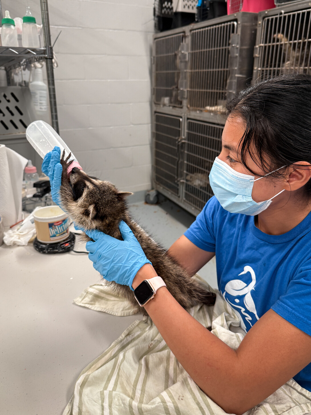 Nia Meyer bottle feeds a small raccoon.