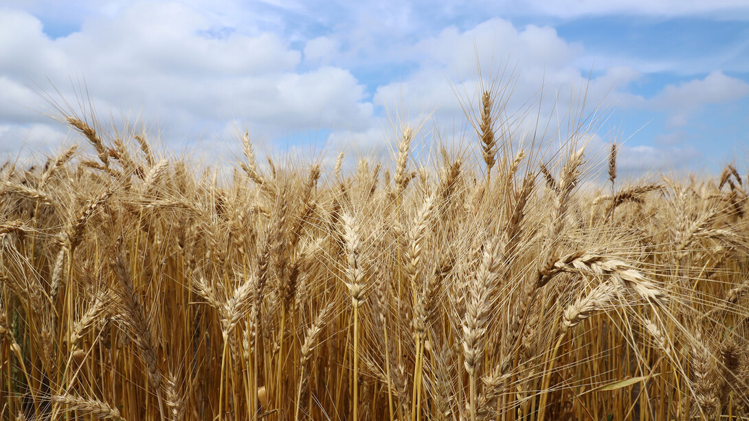 The 2021 Nebraska Crop Production Clinics will feature live presentations on research updates and information tailored to regional crop issues and grower interests via Zoom for nine days throughout January. 