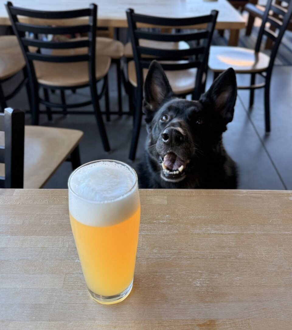 Alas's dog, Margie, poses with Corn Coast Brewing’s Gene-ius Selection beer made using the Margie hop variety.