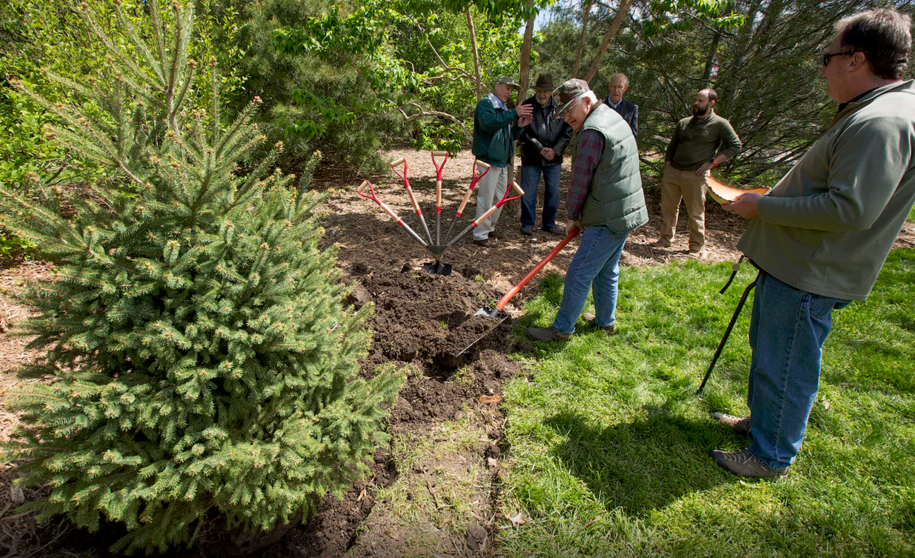 Bud Dasenbrock shovels dirt around the roots of the newly planted Engelmann spruce tree as other Arbor Day celebration participants look on.