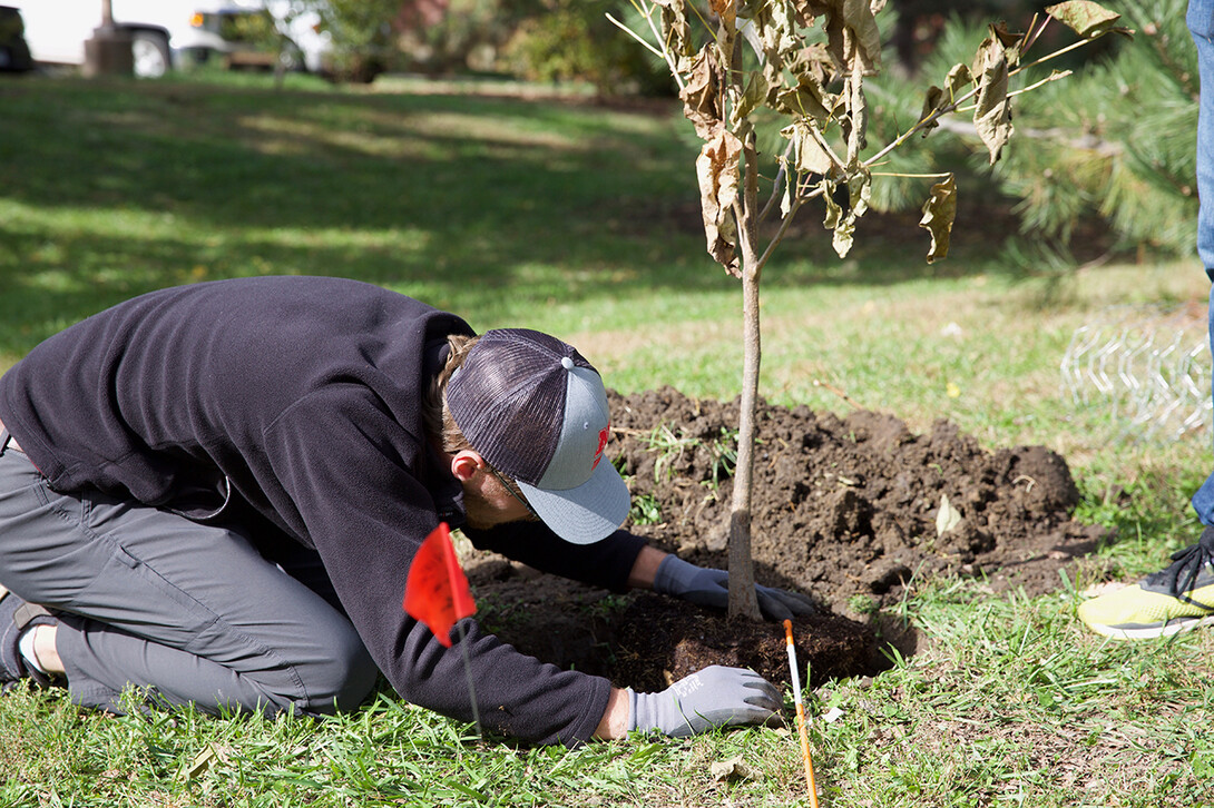 Tree planting