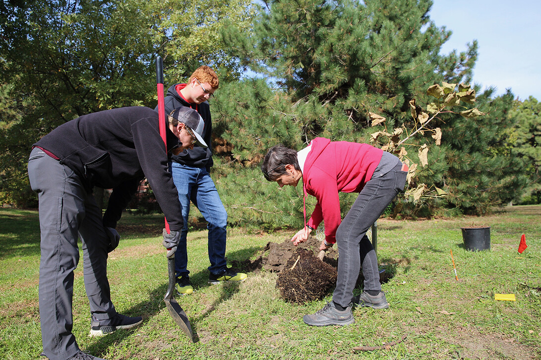 Trees and teaching