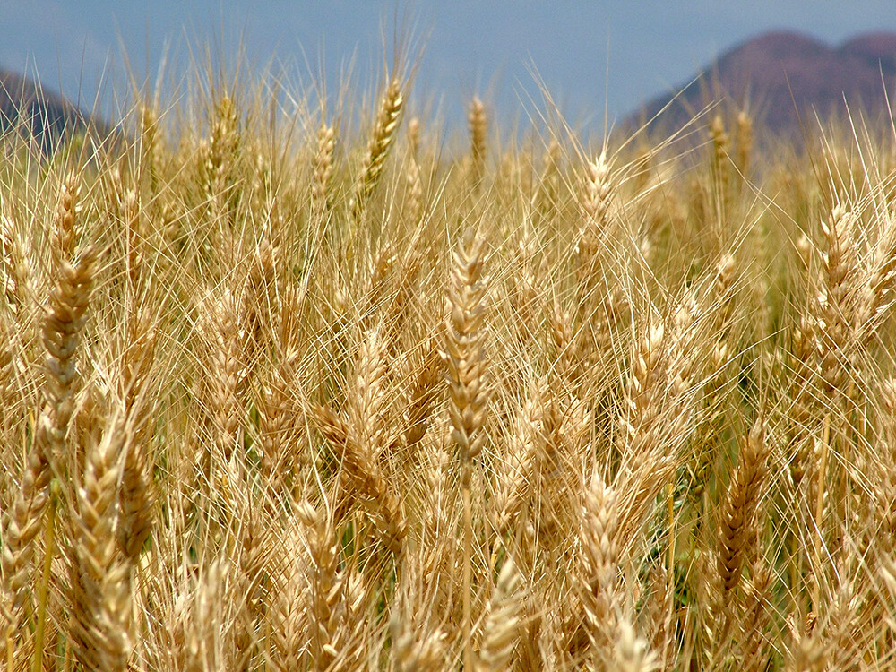 Achieving global food security in the face of current political, economic and climatic challenges is at the forefront of our conversations today.