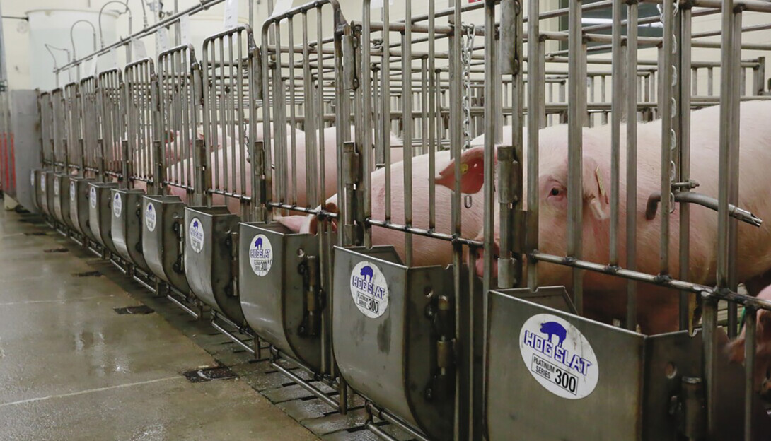 New gate feeders, funded by Nebraska Pork Producers Association.
