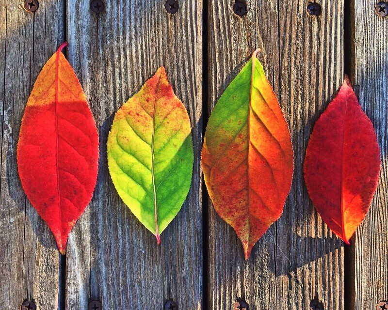 It's fall! Come celebrate with us at The Lutheran Center!