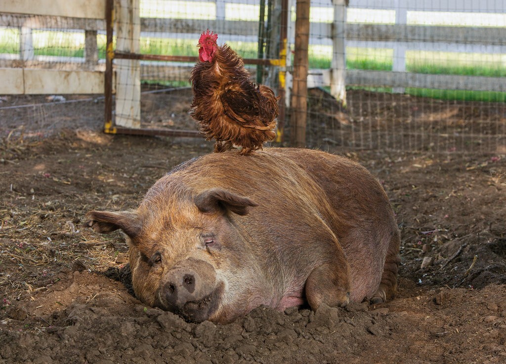 "The Biggest Little Farm" starring Greasy the Rooster and Emma the Pig