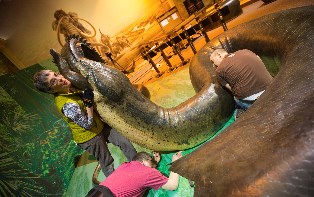 Cheryl Washer holds the head of a replica of Titanoboa, the world's largest snake that lived 60 million years ago.  Walker, who is with the Smithsonian Institutes Traveling Exhibit Services, was holding up her end while Morrill Hall's Joel Nielsen, left, and West Schoemer connect the pieces to the 48-foot-long snake. The snake is portrayed as eating an ancient crocodile.